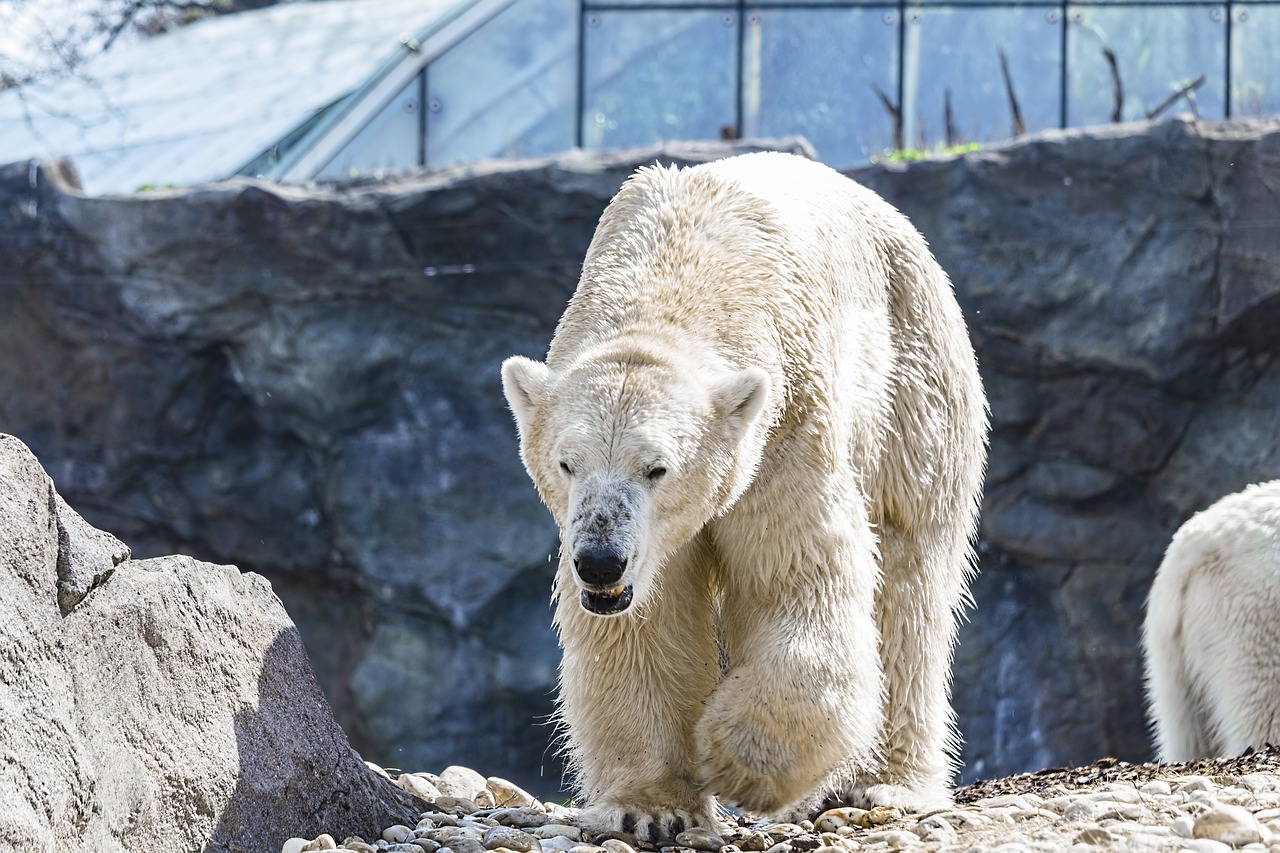 polar-bear-3523437_1280.jpg